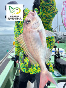 近海で真鯛が釣れた新潟寝屋漁港