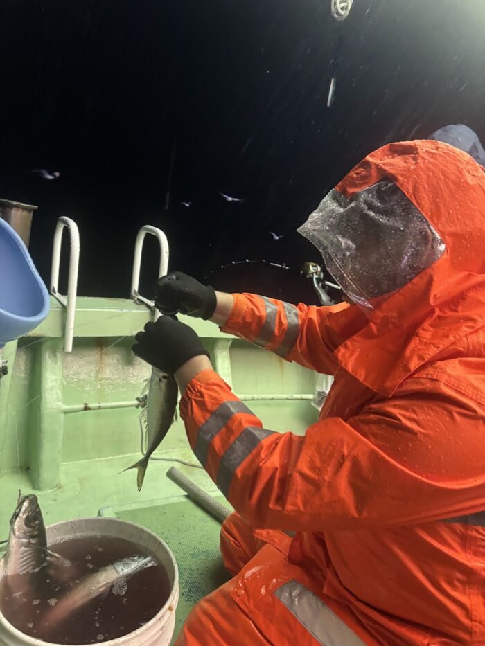 アジが連発で釣れる
