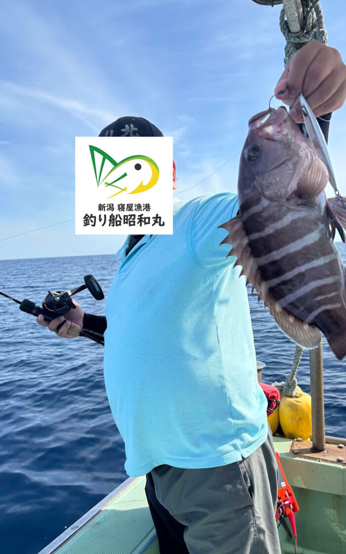 マハタの釣果粟島