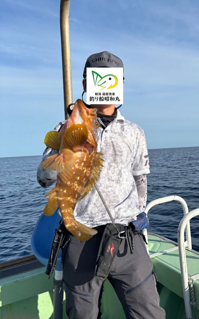 キジハタことアコウが良く釣れる新潟の釣り船