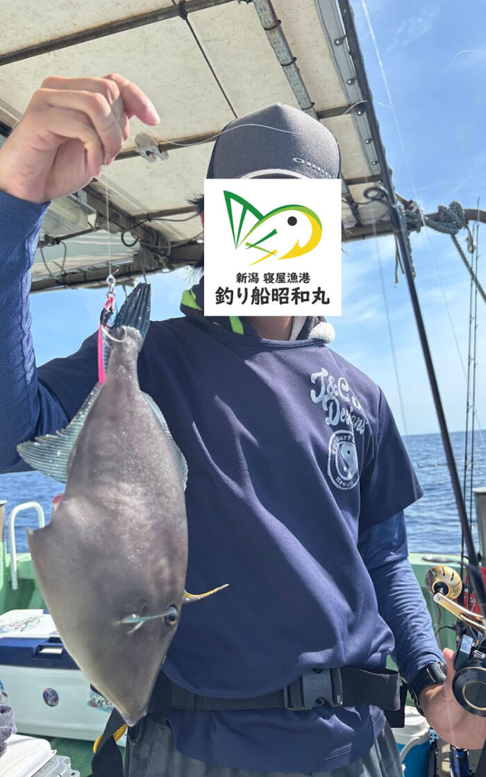 ウマヅラハギの釣果