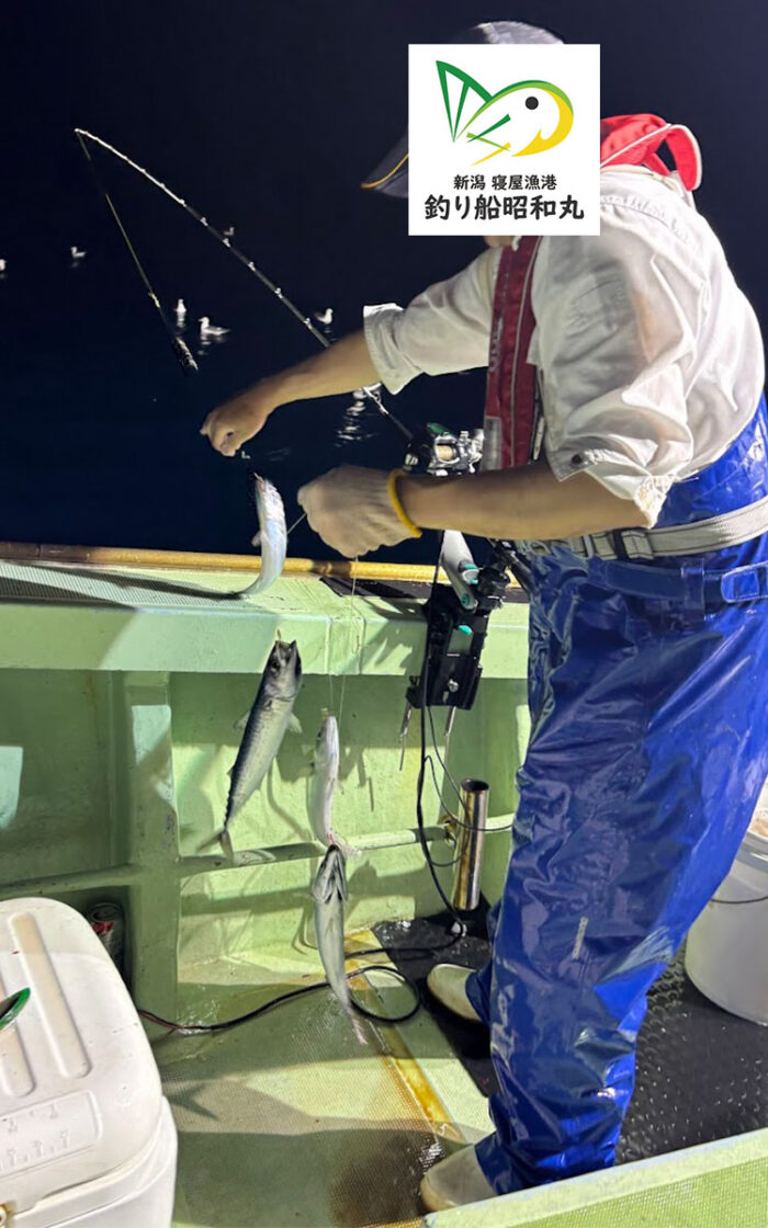 サビキで鯖が入れ食い
