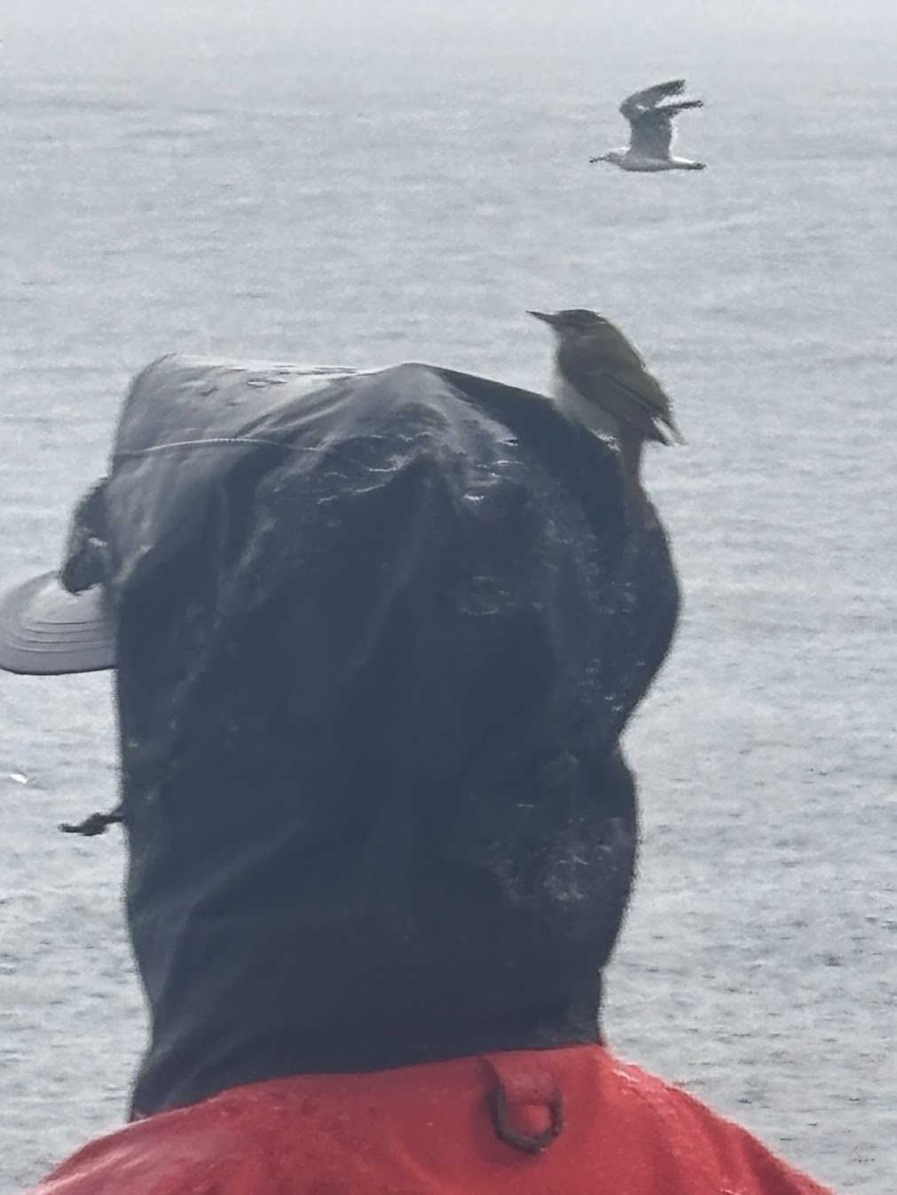 渡り鳥が休憩に船に来た