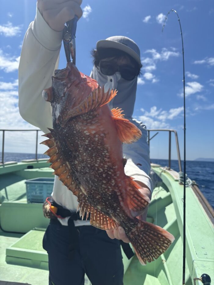 特大サイズのウッカリカサゴ