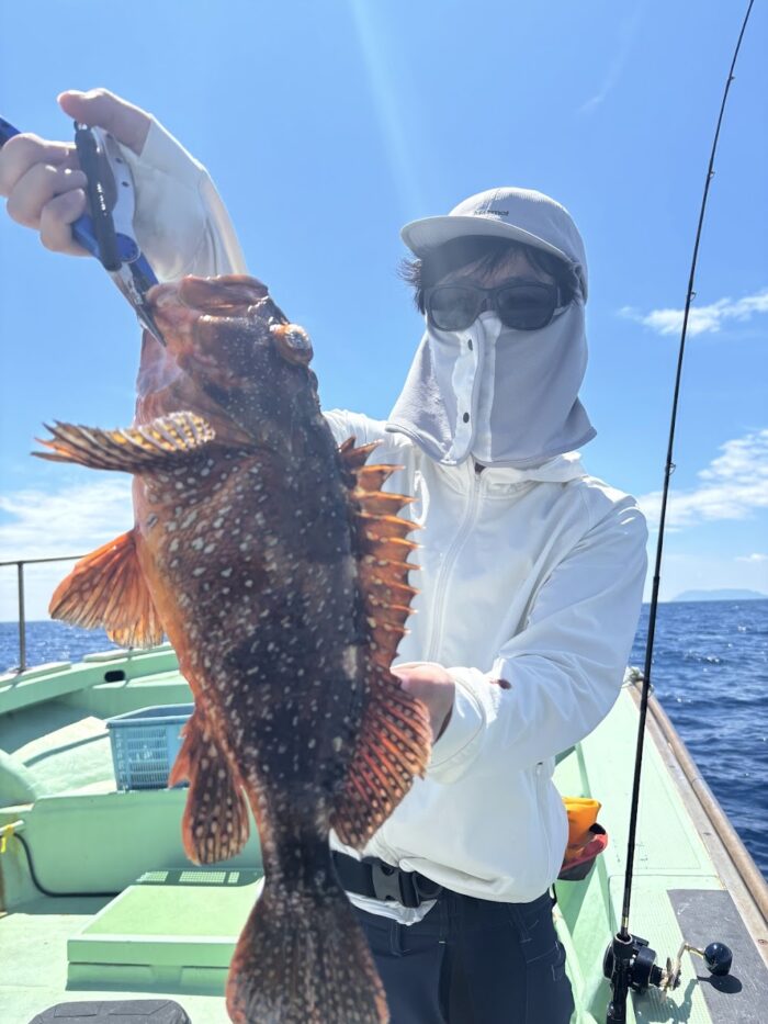 タイラバで釣れたウッカリカサゴ