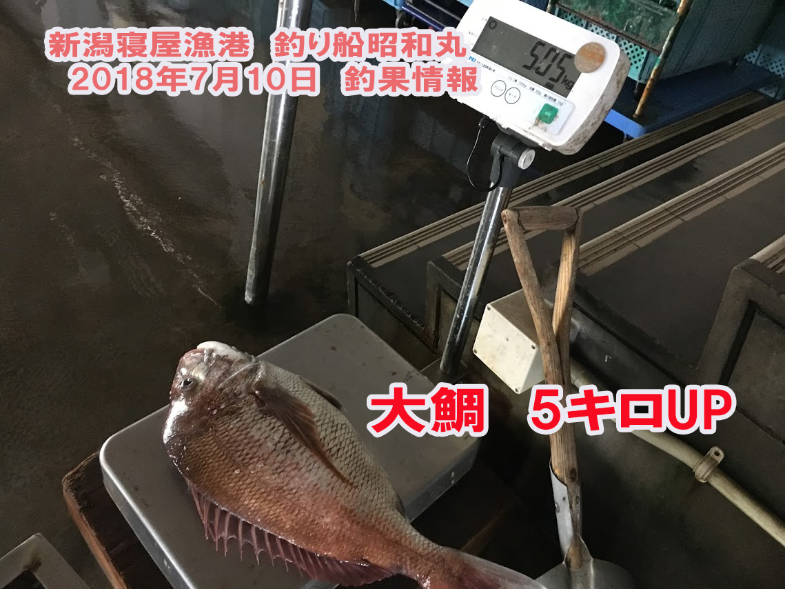寝屋漁港大鯛釣れました
