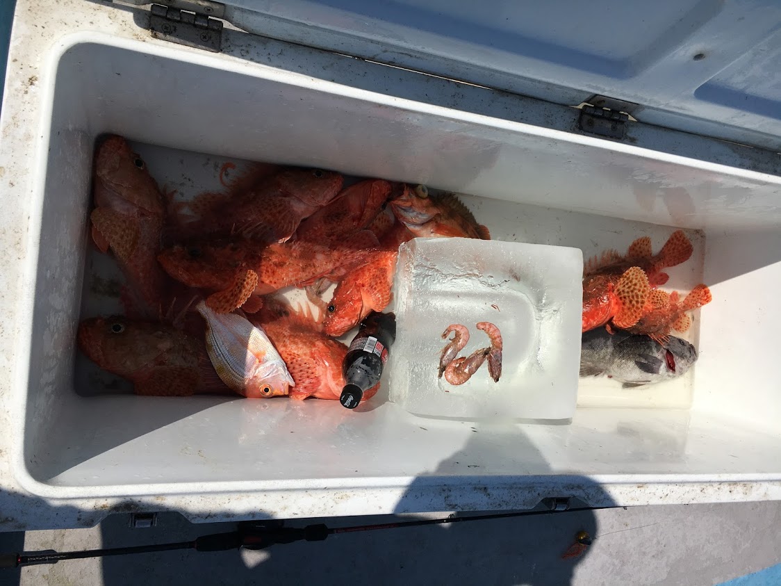 漁師のイケスの中身の魚