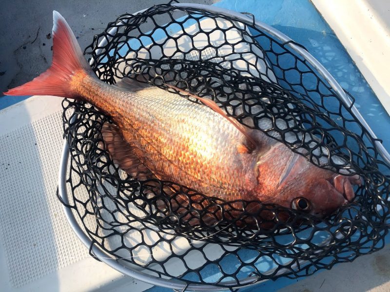 ボトム付近でジグで釣れた桜鯛