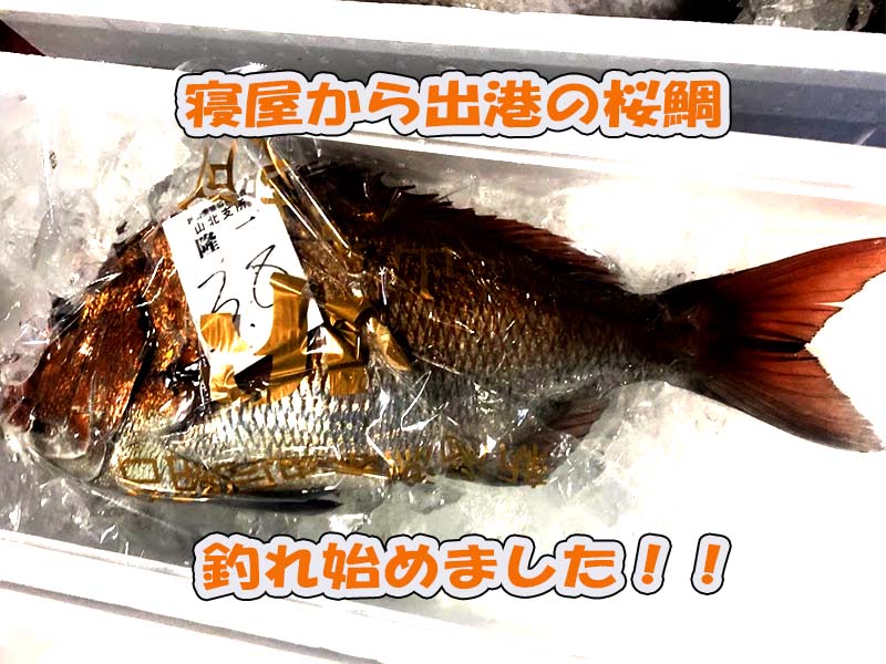 新潟寝屋の桜鯛釣れ始める2020年