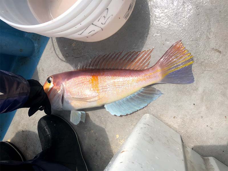 良型の甘鯛がタイラバで釣れた
