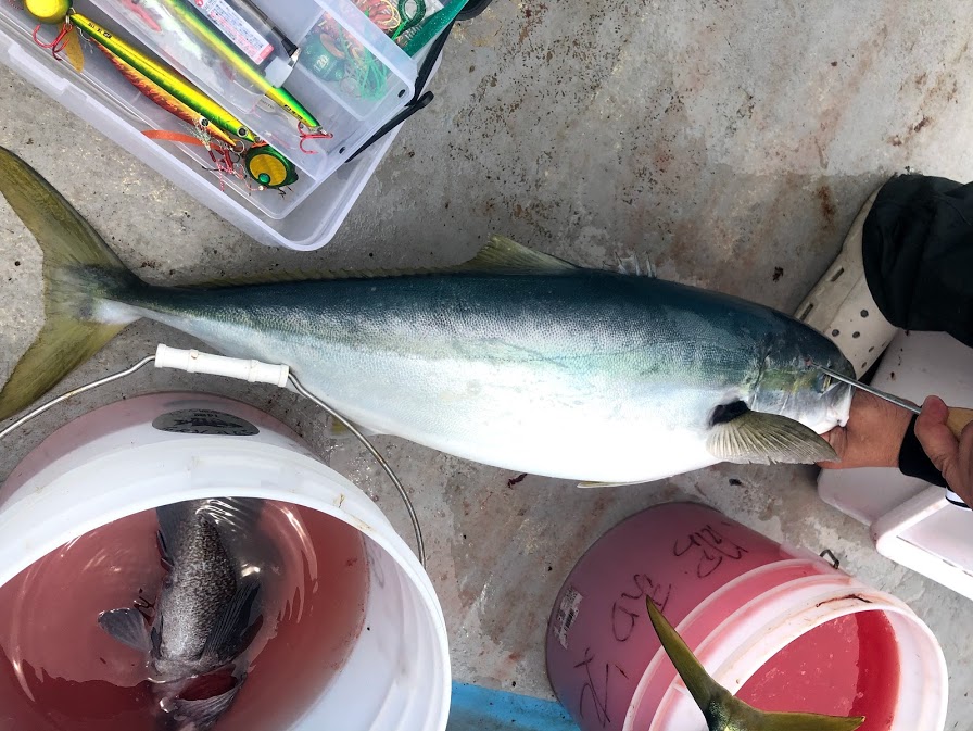 6キロのブリ活〆