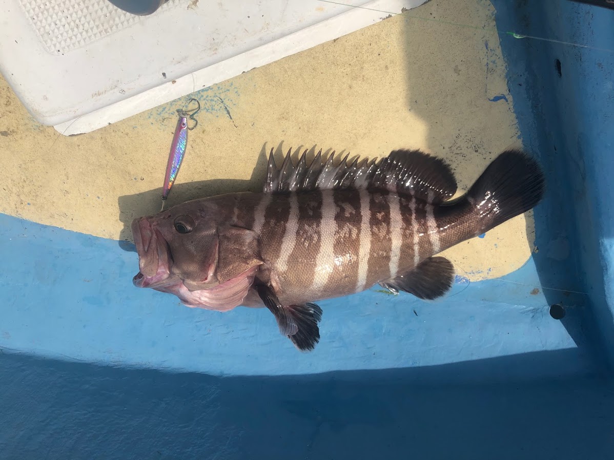 マハタをジグで釣り上げる