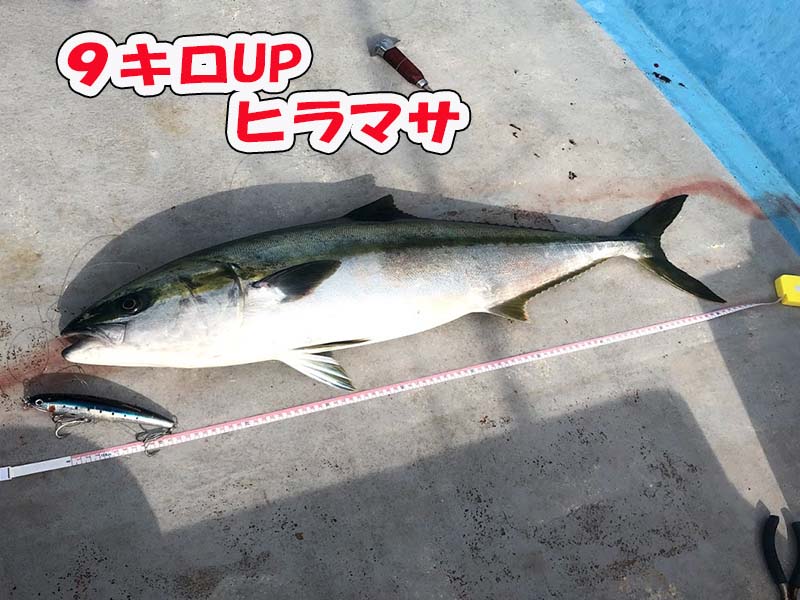 粟島でヒラマサをトップウォーターゲームで釣る