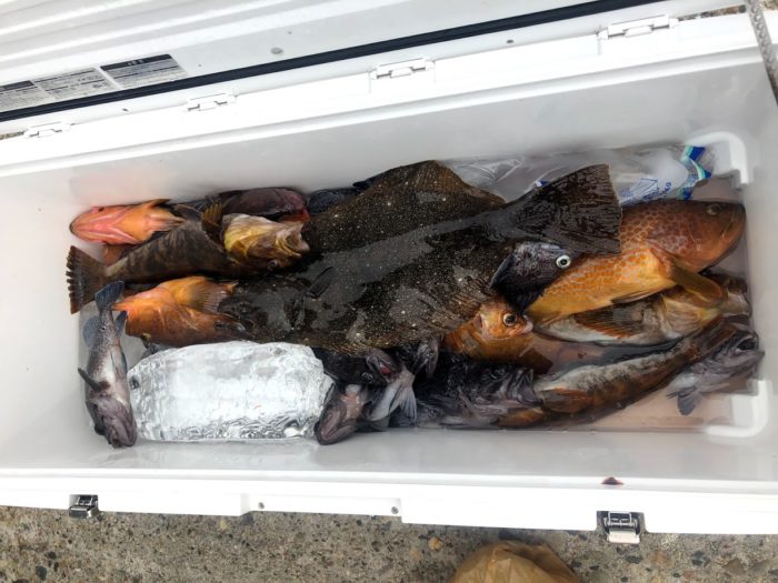 粟島海域でジギングタイラバの釣果はヒラメ、キジハタ、マハタ、アイナメ