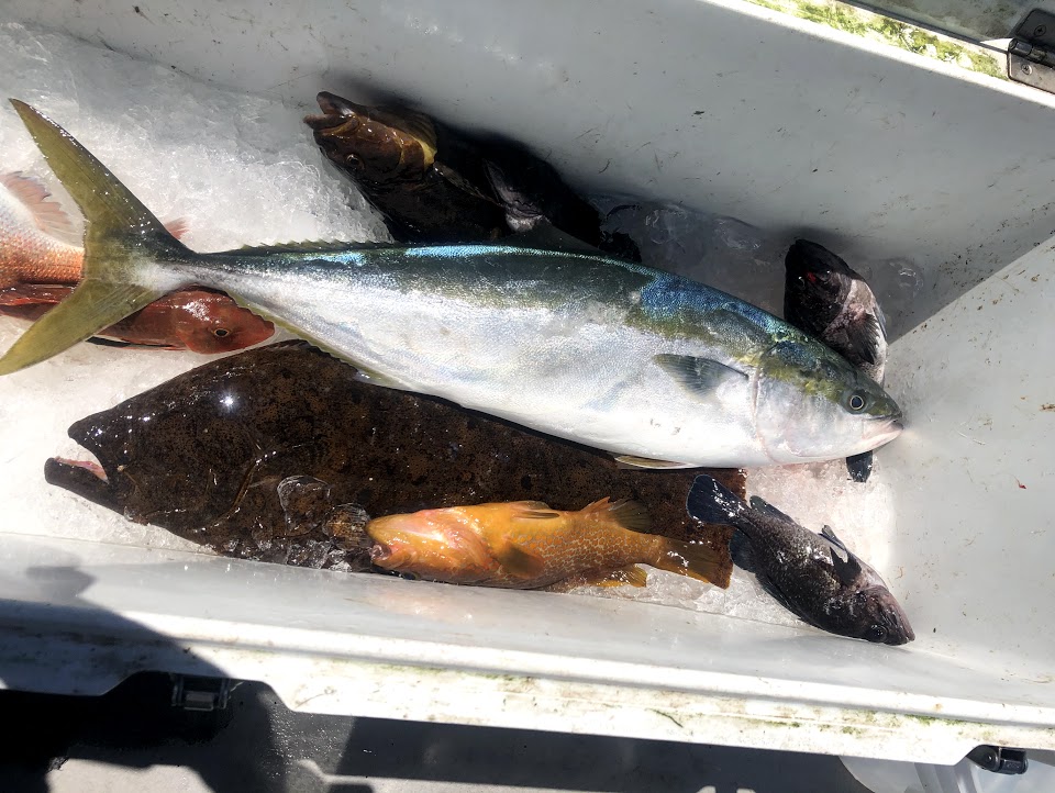 新潟山形大瀬海域キャスティング釣果