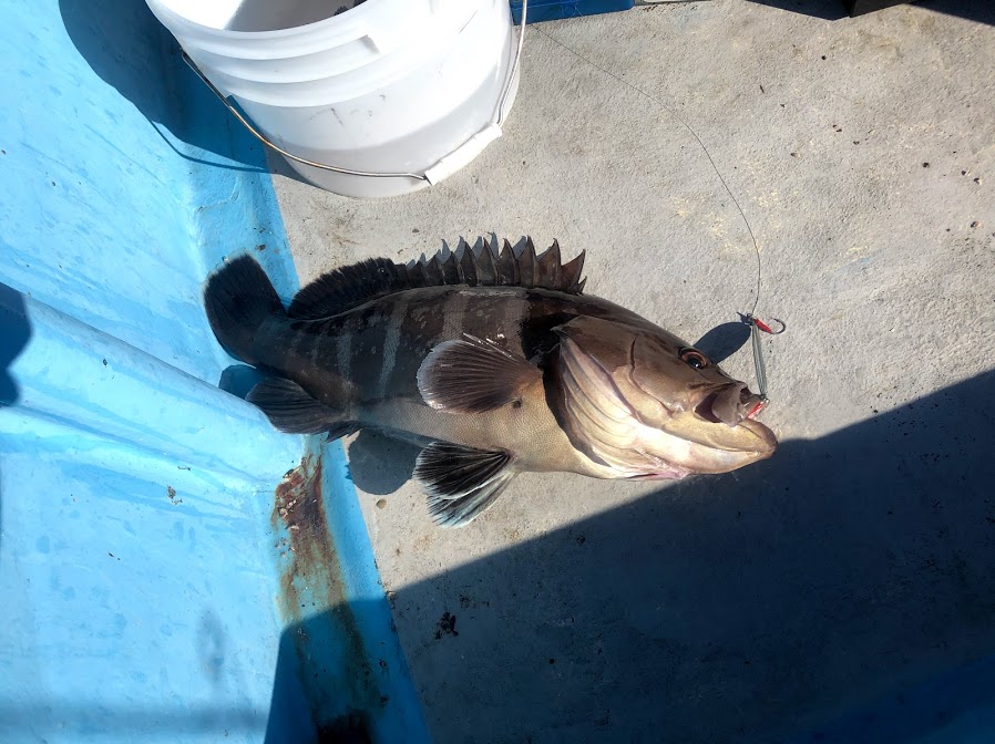 ジギングで釣れた大型マハタ