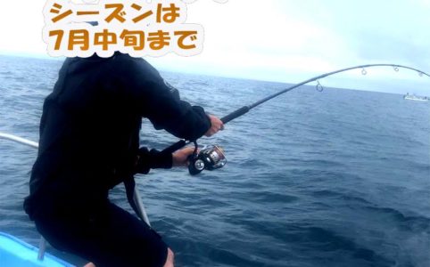 新潟キャスティング釣り船昭和丸の様子