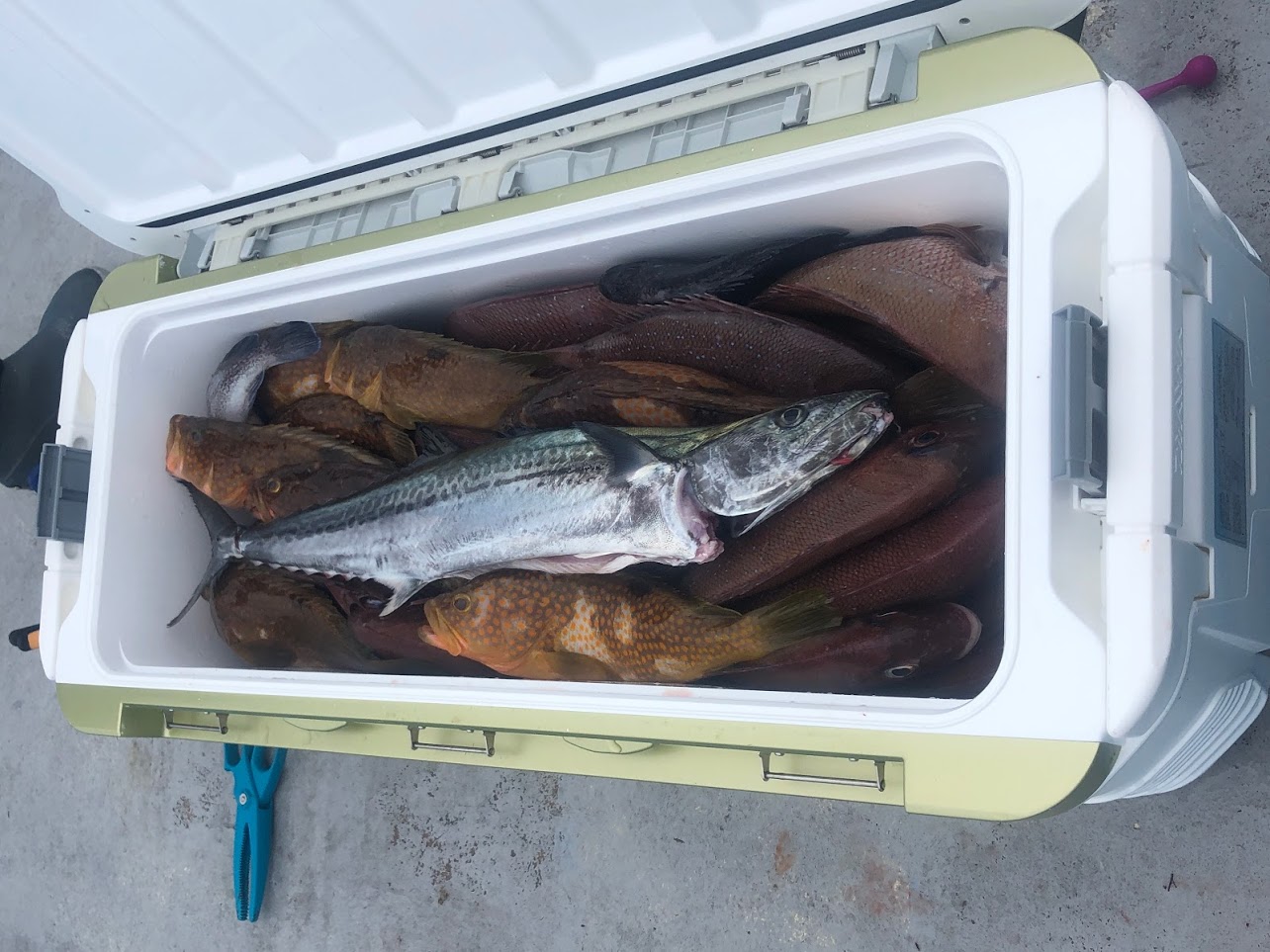ライトジギング爆釣デーの釣果