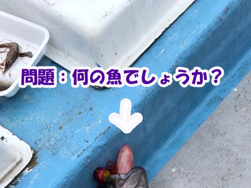 釣った魚の名前宛てクイズ