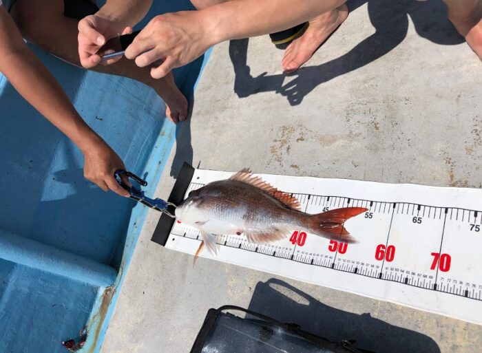 釣った真鯛の大きさ計測