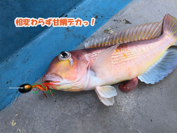 大型の甘鯛がタイラバで釣り上げられた