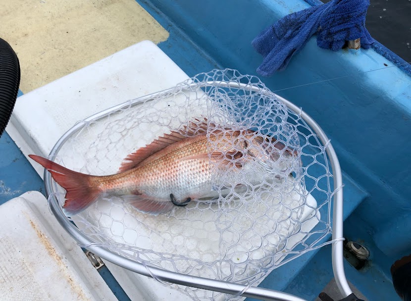 ジギングで釣れたマダイ