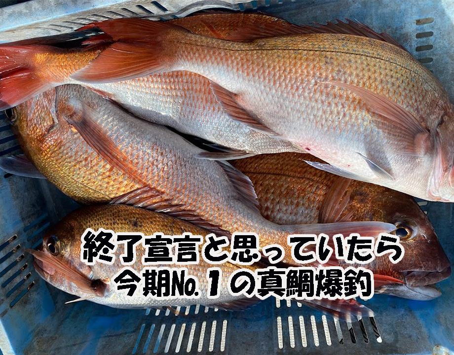 ゴールデンウィーク前に本命魚の真鯛が良く釣れた日