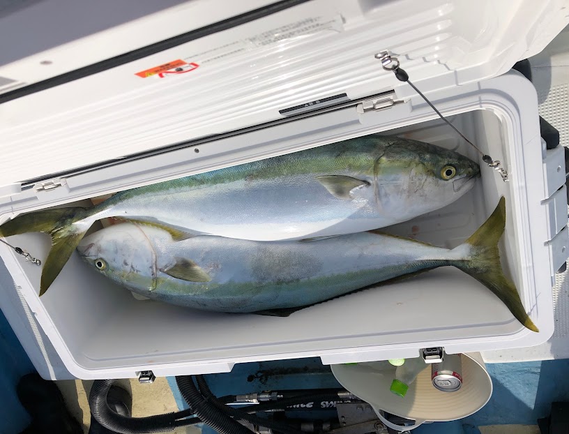 ブリジギングでたくさん釣れた