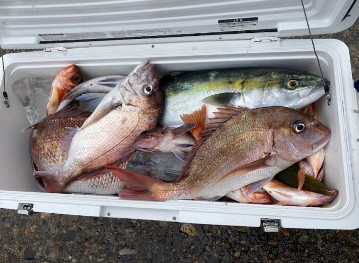 釣り人のクーラーボックスが魚で満たされている