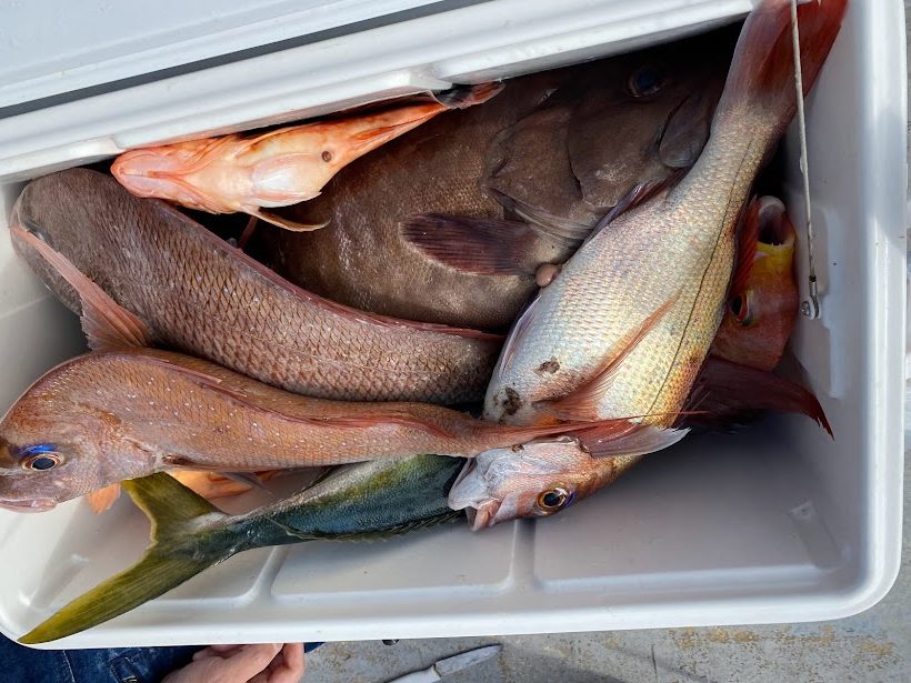 爆釣イグルーくーらボックスの中身は高級魚