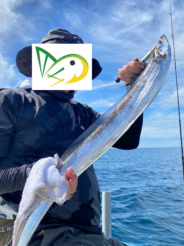 プニラバで釣れた太刀魚