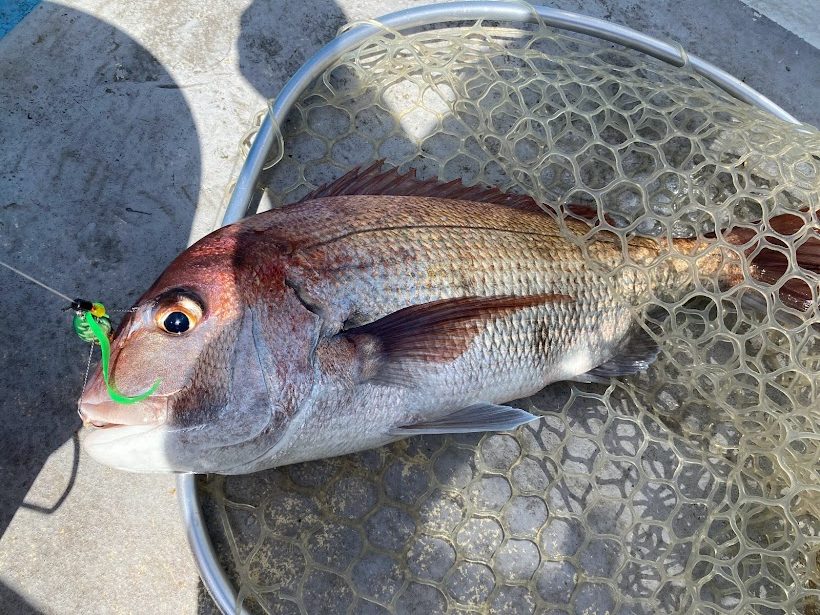 船長が釣り上げた真鯛