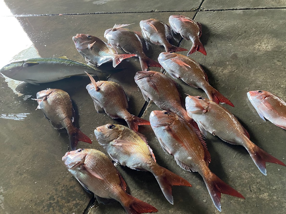 竿頭の真鯛釣果