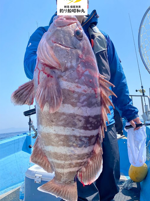 SLJで日本海の高級マハタが釣れる
