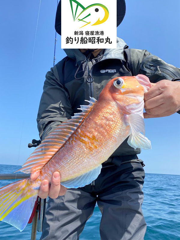 東京や関東から新潟に釣りに来たお客様が大甘鯛を釣り上げる