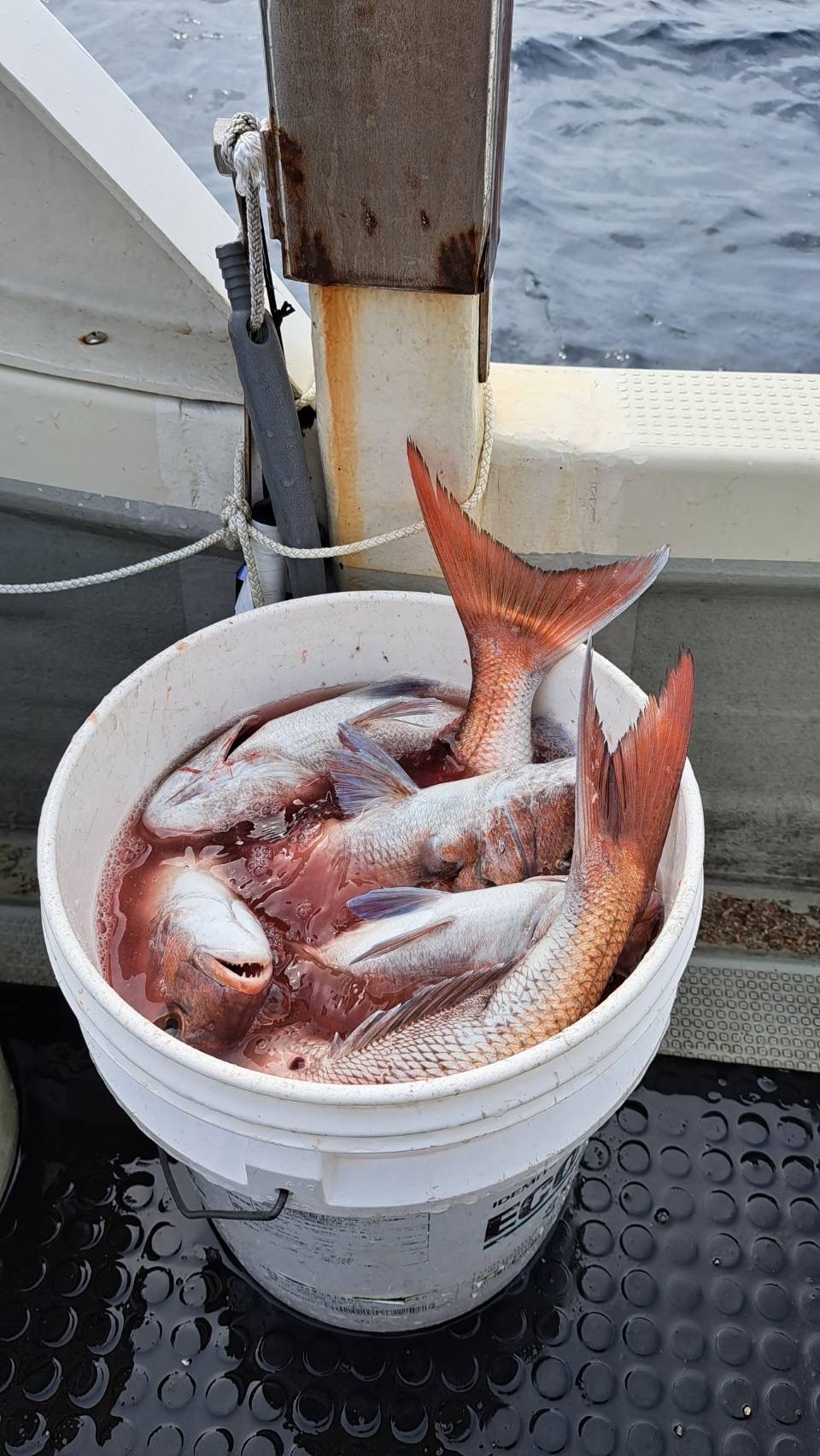 夏の真鯛爆釣デー