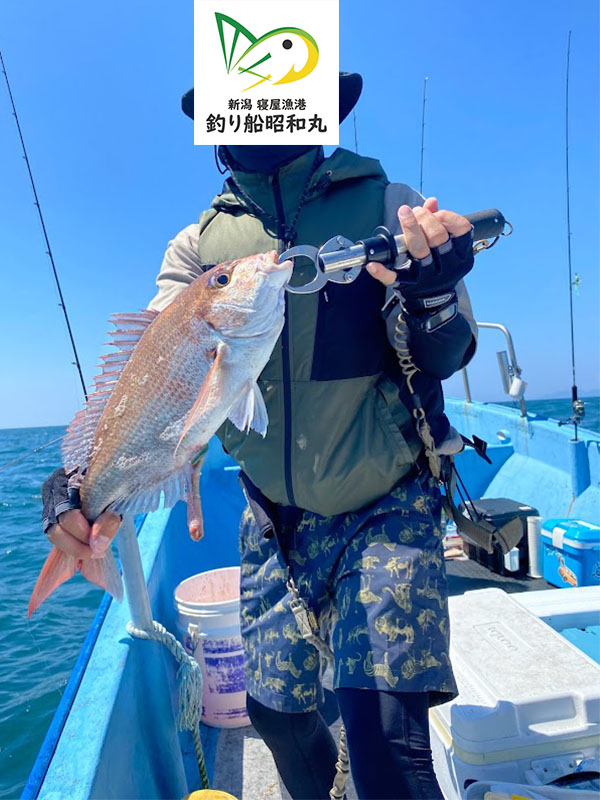 真鯛が好調な夏の日本海タイラバ