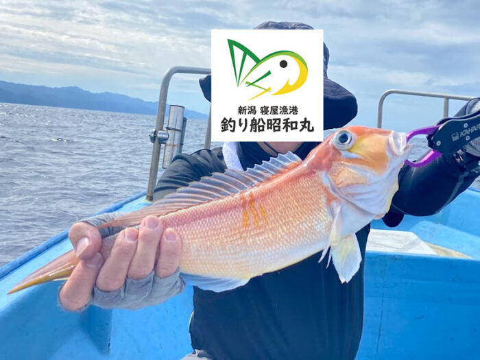 新潟県村上市寝屋港の釣り船は甘鯛が良く釣れると有名