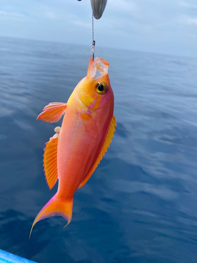 南国の様な魚が新潟で釣れる
