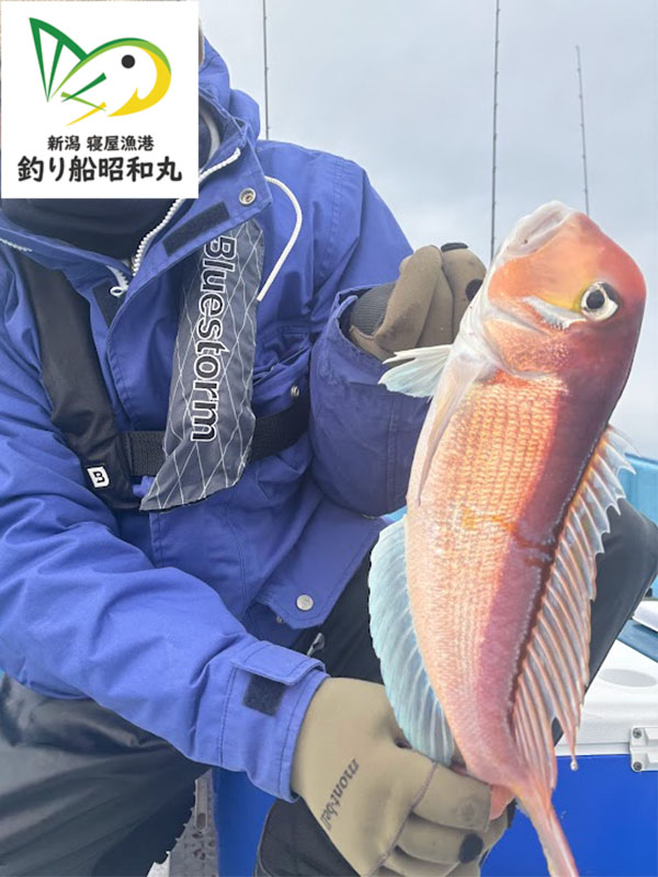 冬の日本海新潟山形の甘鯛釣りは激熱