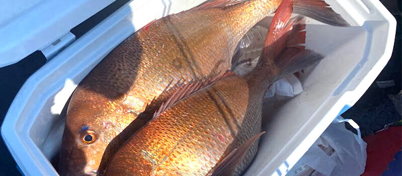 船真鯛釣りの時期と釣り方を解説