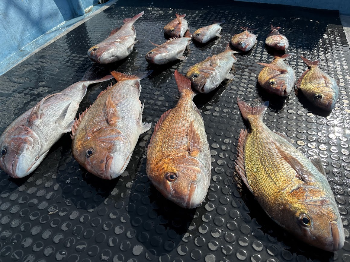 真鯛ツ抜け釣果写真