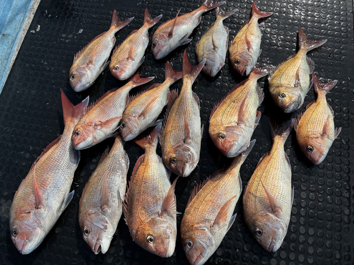 春マダイ爆釣でツ抜け