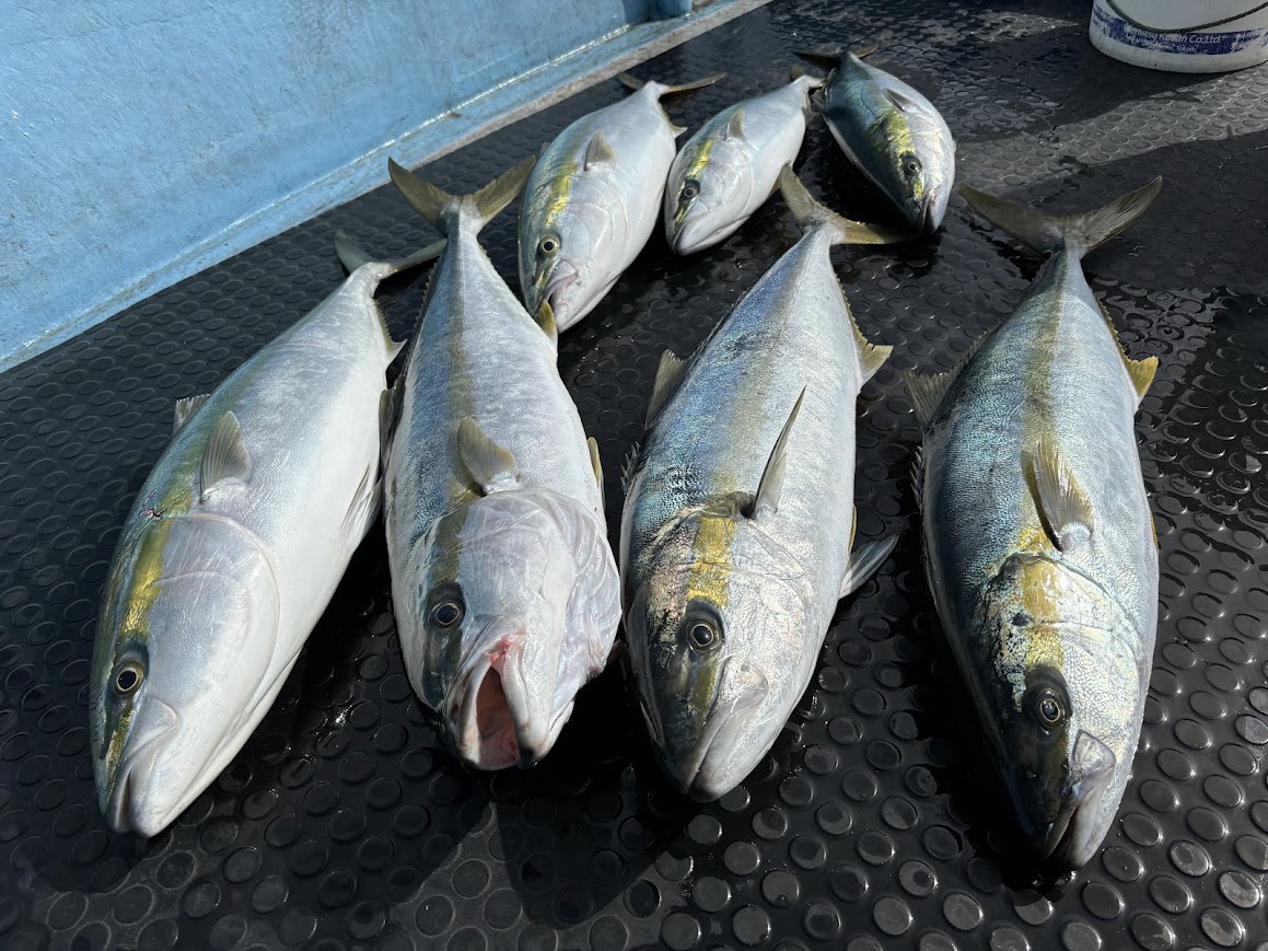 キャスティングでの青物釣果