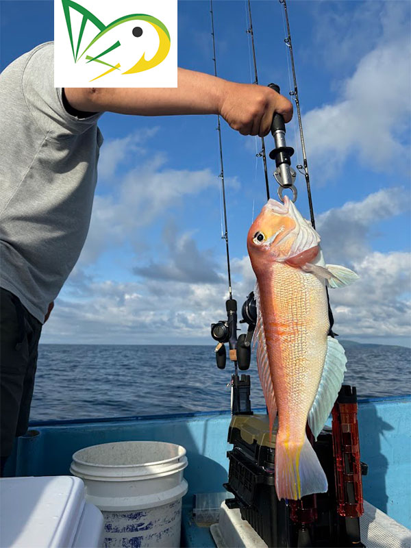 アマダイ釣りジギング