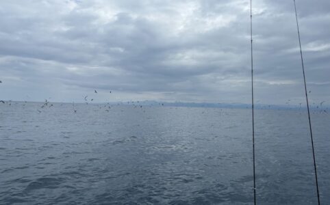 鳥山で魚が入れ食い