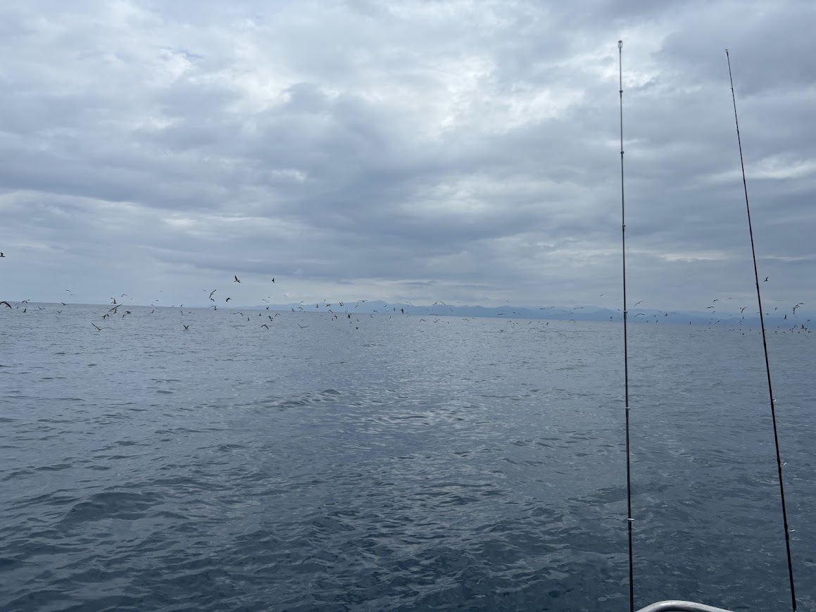 鳥山で魚が入れ食い