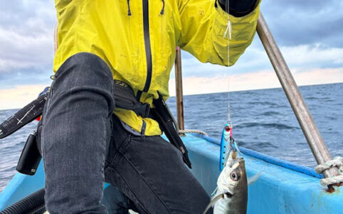 尺鯵が釣れる