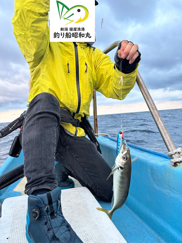 尺鯵が釣れる