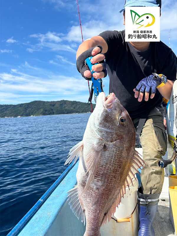 大きな鯛が釣り船では釣れる